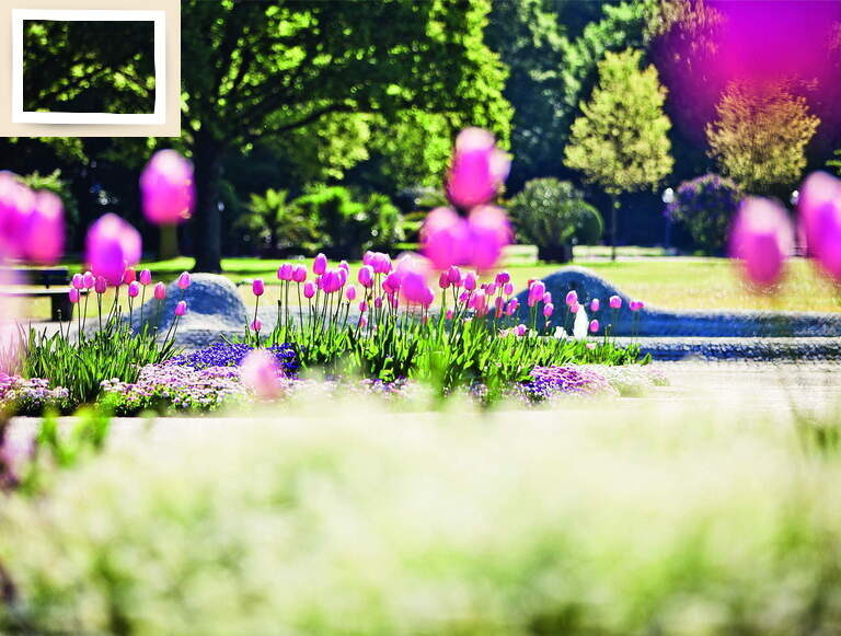 rosafarbene, blühende Blumen im Kurpark in der Nähe des Thermenhotel Holzapfel Bad Füssing.