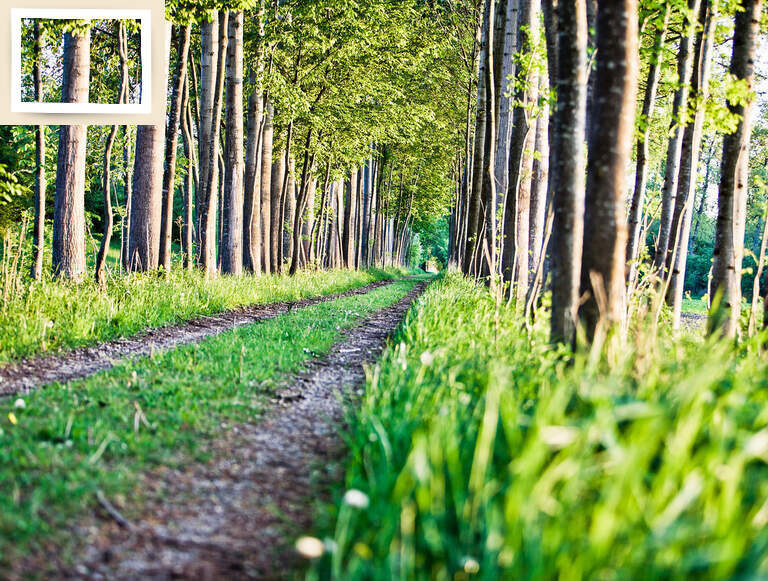 Ein grünes Sommerlandschaftspanorama entlang eines Wanderwegs in Bad Füssing.